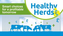Healthy Herds